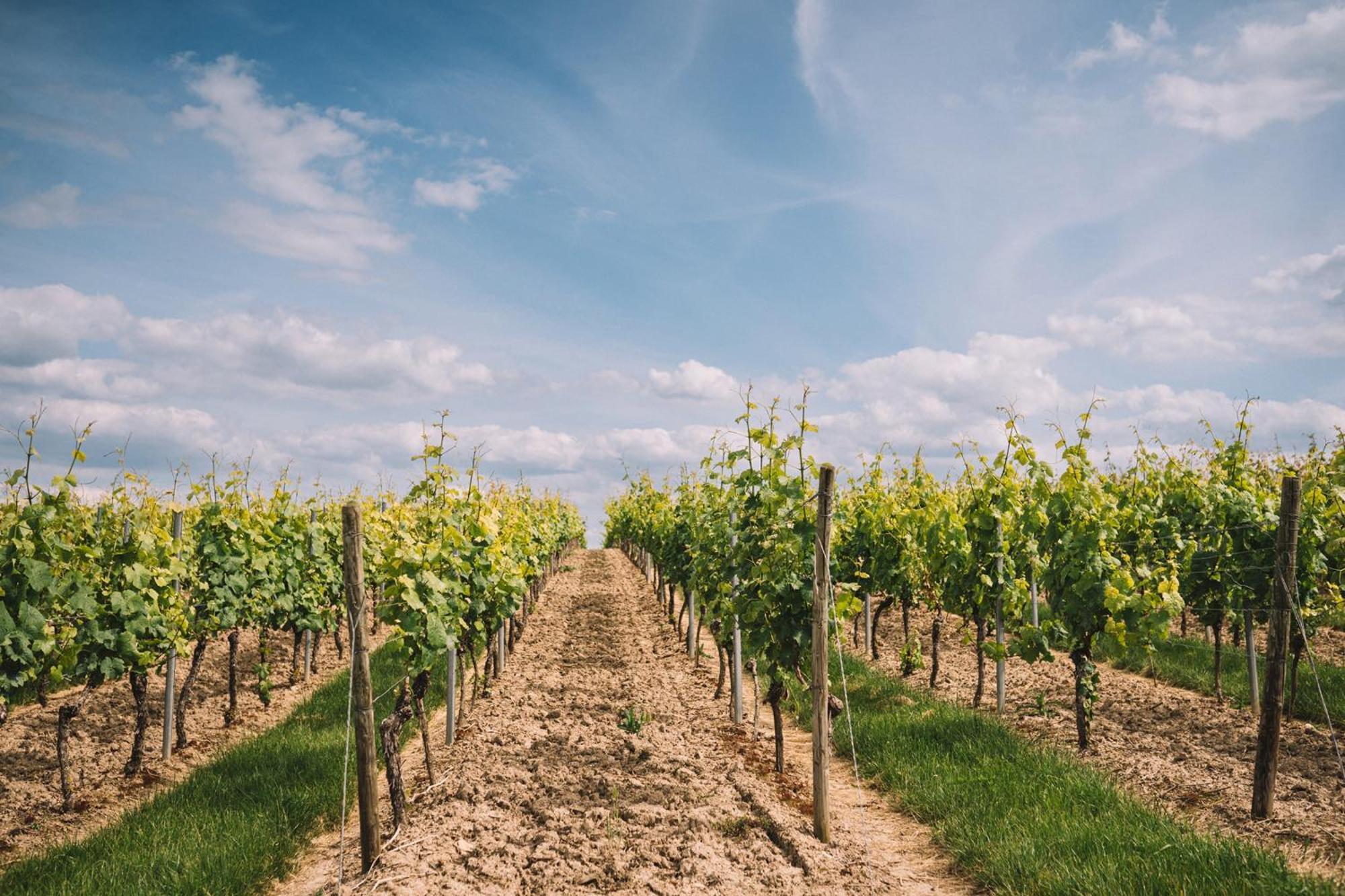 Apartmán Weingut Petershof Alzey Exteriér fotografie