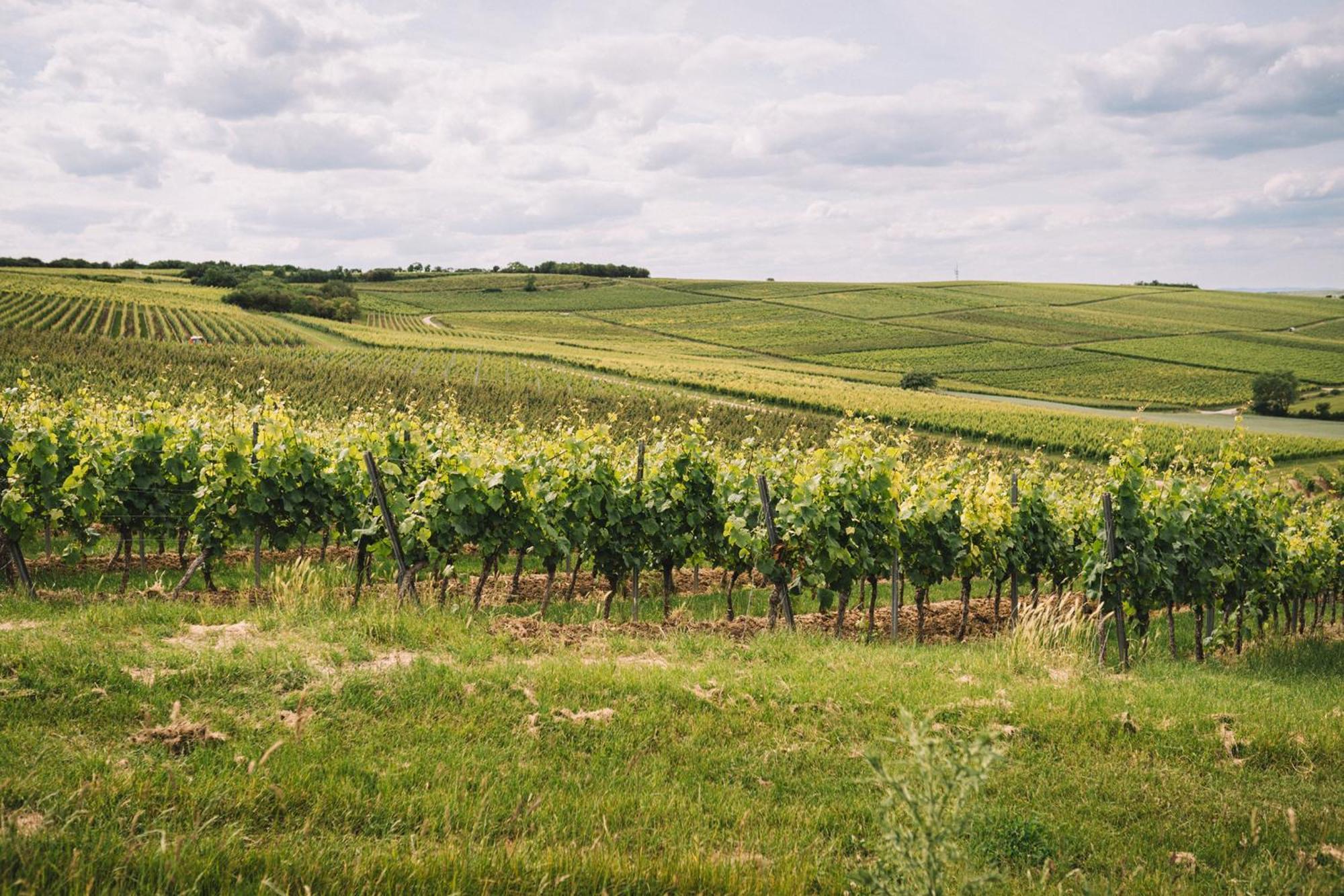 Apartmán Weingut Petershof Alzey Exteriér fotografie